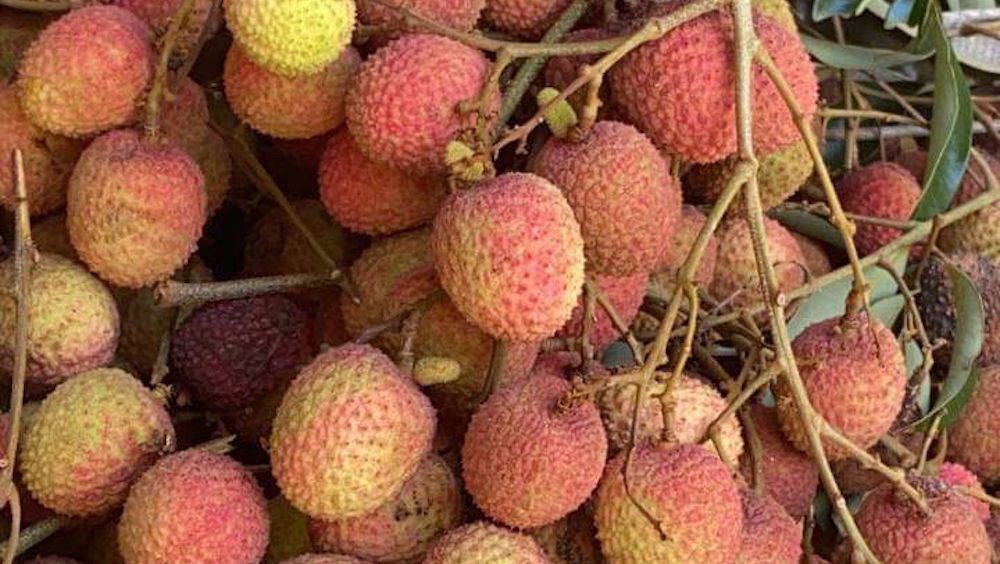 Mangue - Fruits et légumes de Nouvelle-Calédonie