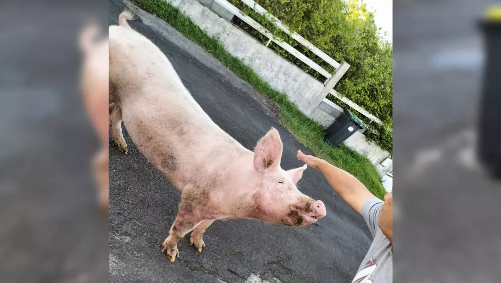 Le Tampon : un cochon en pleine rue, au 14ème km – Free Dom
