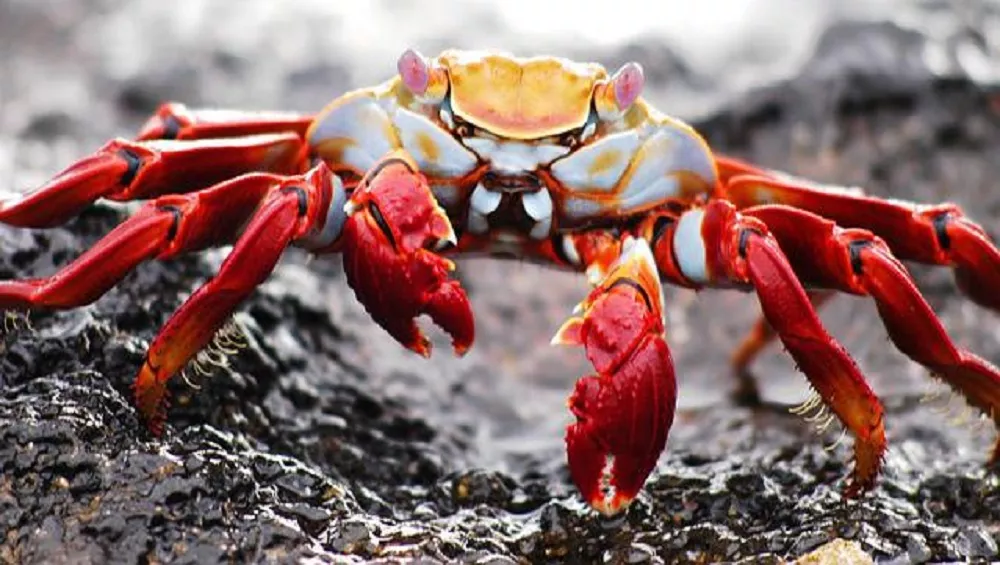 Aux Etats-Unis, on distille du crabe pour obtenir du whisky