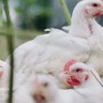 Le cannabis pour guérir la grippe aviaire