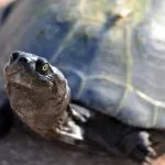 Mes deux tortues de 28 ans ont disparues sur Saint-Gilles-les-Hauts !