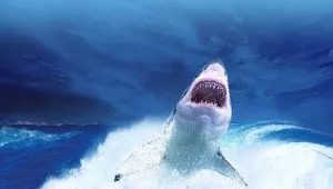 Égypte une touriste est filmée en train de se faire attaquer par un requin