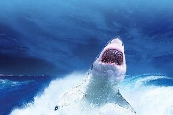 Égypte une touriste est filmée en train de se faire attaquer par un requin