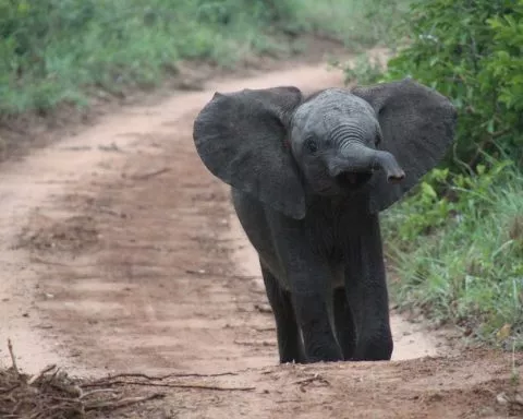 Pendant 5 heures, cet éléphanteau a pleuré toutes les larmes de son corps après avoir été rejeté par sa mère