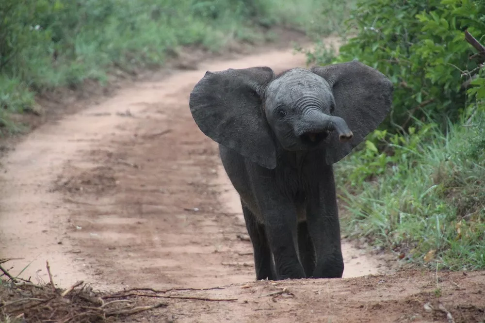 Pendant 5 heures, cet éléphanteau a pleuré toutes les larmes de son corps après avoir été rejeté par sa mère