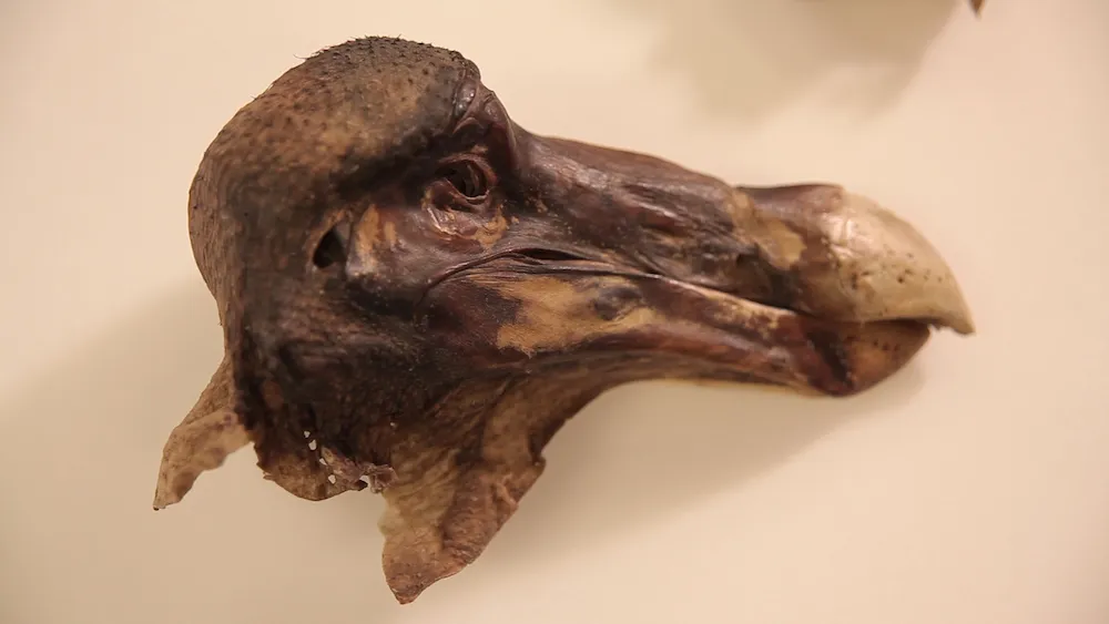 L'université d'Oxford conserve le seul spécimen de Dodo au monde