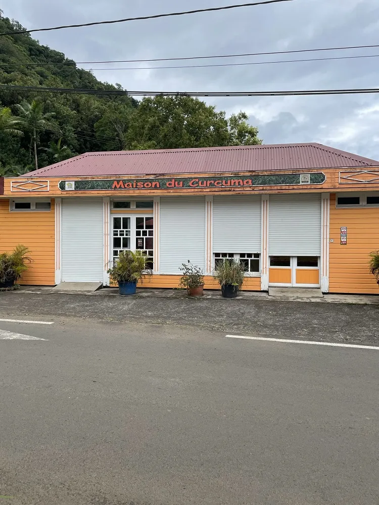 Curcuma de la Réunion, Plaine des Grègues, Safran jaune