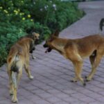 Chiens errants : un amendement adopté au Sénat pourrait permettre des abattages ciblés à La Réunion