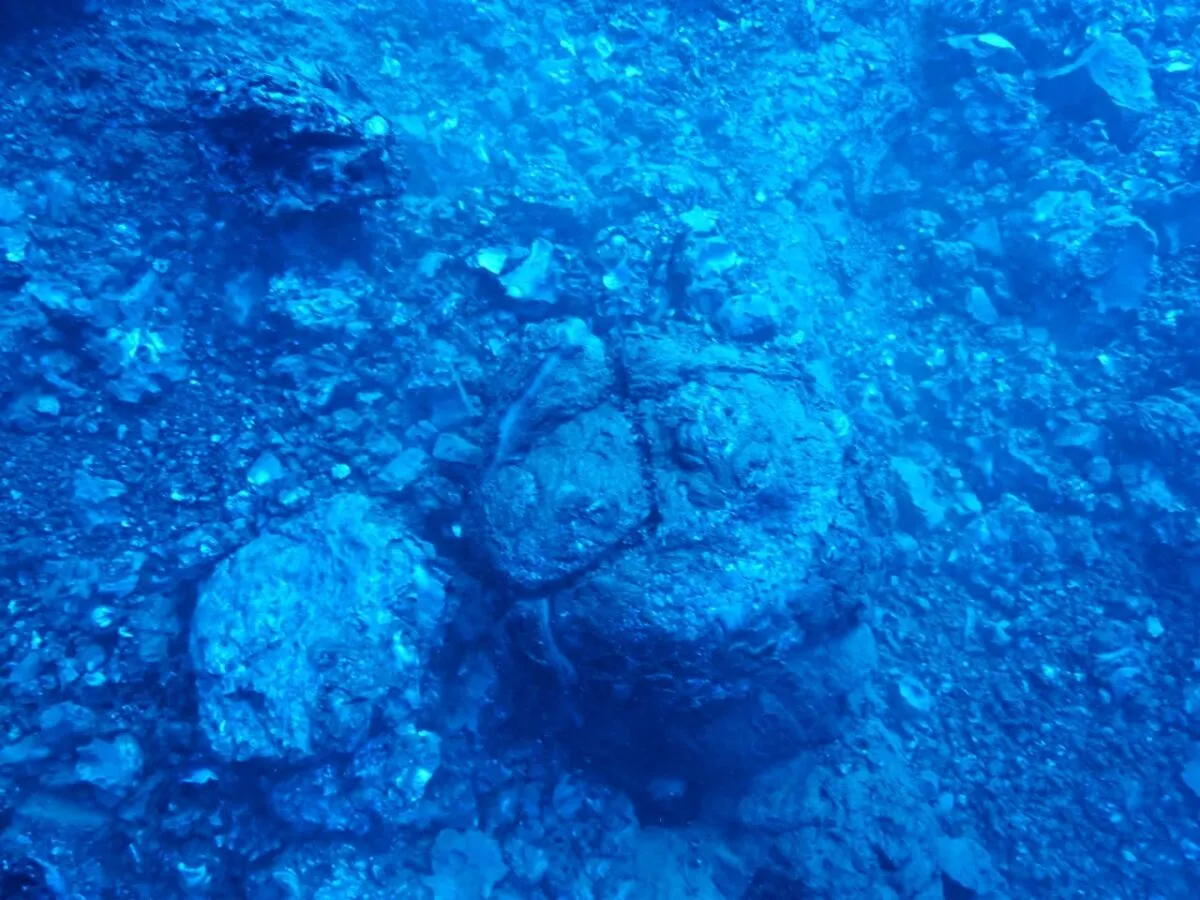 Piton de la Fournaise : observations sous-marines ce lundi 30 mars 2026 au niveau de la plateforme en formation ©Crédit photo BIOLAVE 