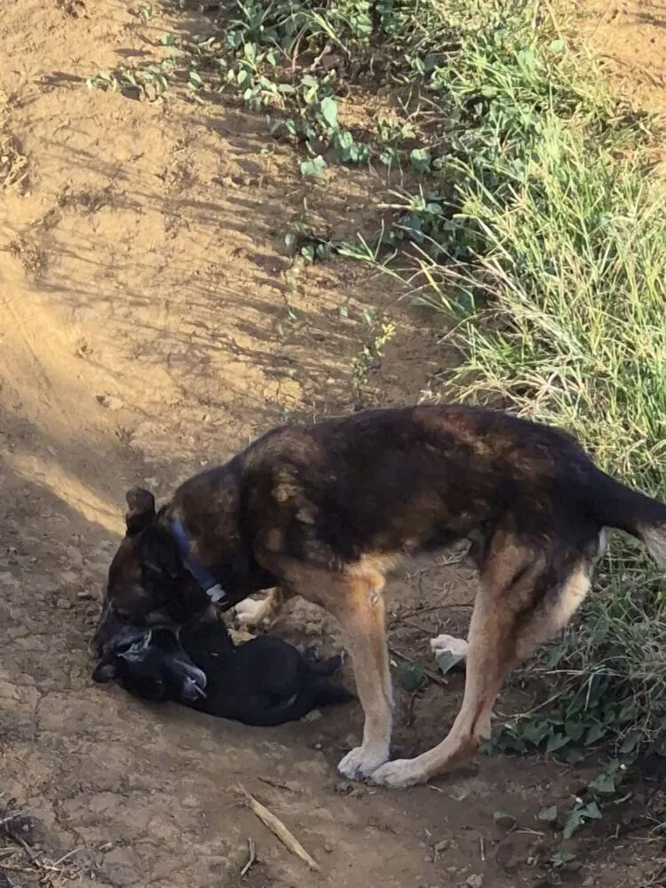 Le Tampon : un chien impliqué dans une nouvelle attaque mortelle, l’inquiétude grandit dans le quartier du Petit Tampon