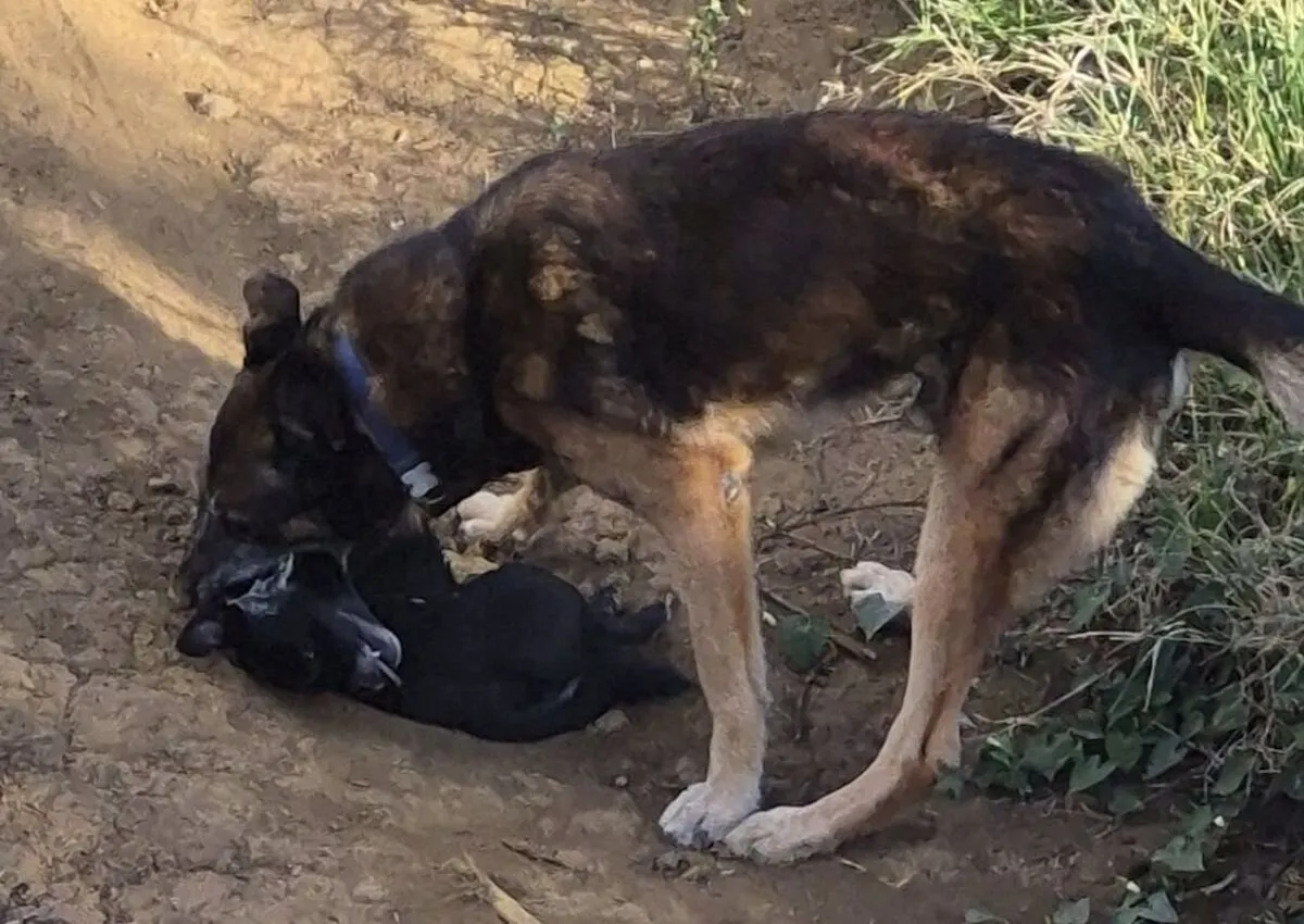 Le Tampon : un chien impliqué dans une nouvelle attaque mortelle, l’inquiétude grandit dans le quartier du Petit Tampon