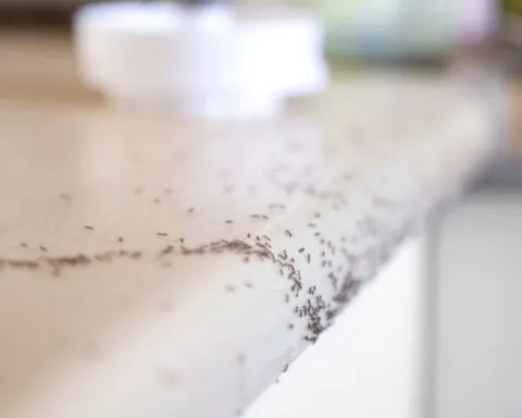Ces minuscules fourmis envahissent les maisons à La Réunion : “On n’arrive plus à s’en débarrasser”