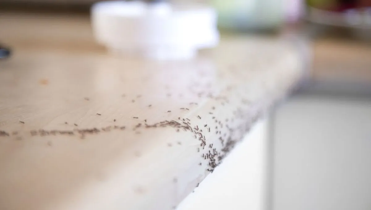 Ces minuscules fourmis envahissent les maisons à La Réunion : “On n’arrive plus à s’en débarrasser”