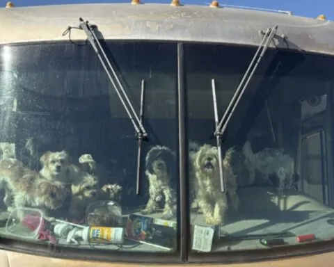 Plus de 100 chiens secourus dans un camping-car aux États-Unis : une affaire de maltraitance animale choque le Nevada