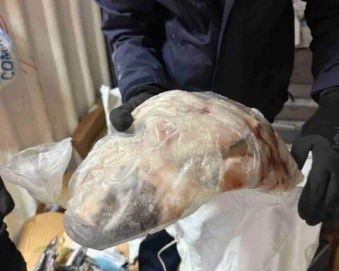 Pêche illégale : plus de 2,2 tonnes de poissons dissimulées découvertes au Port, six personnes interpellées