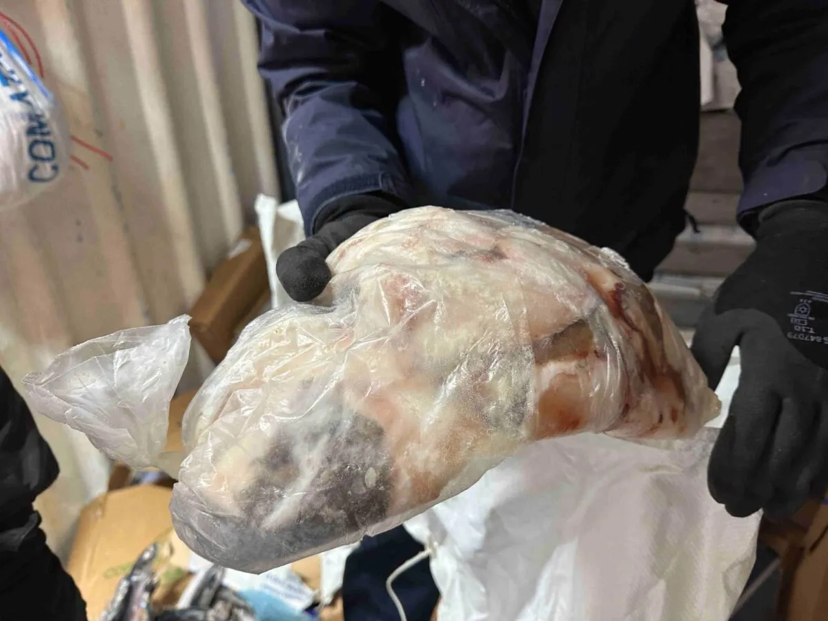 Pêche illégale : plus de 2,2 tonnes de poissons dissimulées découvertes au Port, six personnes interpellées